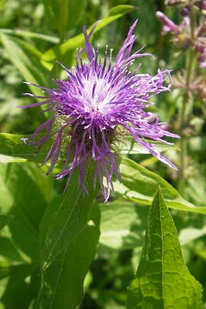 Centaurea pseudophrygia \ Percken-Flockenblume / Wig Knapweed, D Immenstadt 21.6.2011