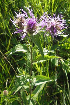 Centaurea pseudophrygia \ Percken-Flockenblume, D Immenstadt 21.6.2011