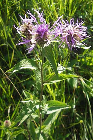 Centaurea pseudophrygia / Wig Knapweed, D Immenstadt 21.6.2011