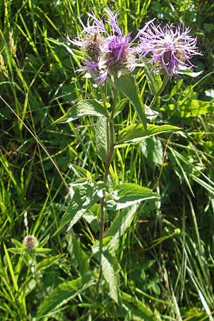 Centaurea pseudophrygia \ Percken-Flockenblume, D Immenstadt 21.6.2011