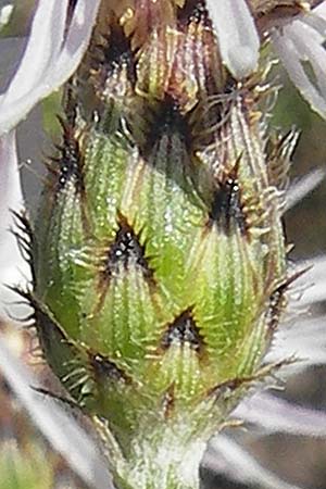 Centaurea australis \ Kleinkpfige Flockenblume / Southern Spotted Knapweed, D Kehl 9.7.2011