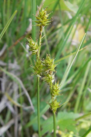 Carex echinata / Star Sedge, D Rhön, Wasserkuppe 30.5.2012