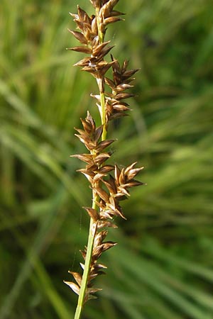 Carex elongata \ Walzen-Segge, Langährige Segge / Elongated Sedge, D Lobbach-Waldwimmersbach 19.6.2013