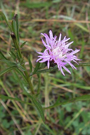 Centaurea x gerstlaueri \ Gerstlauers Flockenblume / Gerstlauer's Knapweed, D Gladenbach 7.9.2013