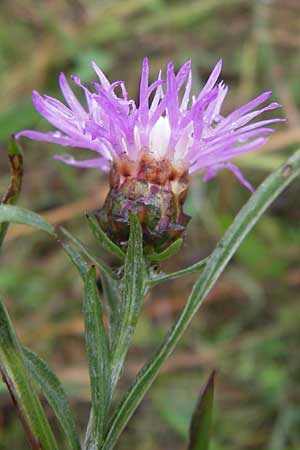 Centaurea x gerstlaueri \ Gerstlauers Flockenblume, D Gladenbach 7.9.2013