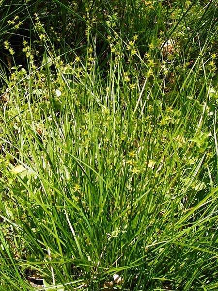 Carex echinata \ Igel-Segge, Stern-Segge / Star Sedge, D Zwiesel 9.6.2014