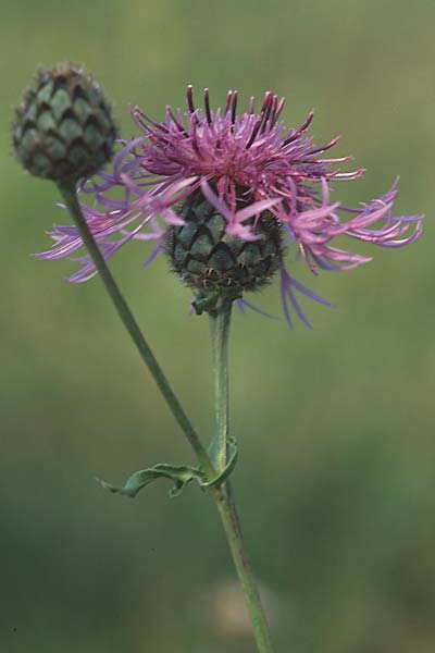 Centaurea scabiosa \ Skabiosen-Flockenblume / Greater Knapweed, D Pforzheim 24.9.2005