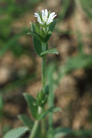 Cerastium holosteoides, Gewöhnliches Hornkraut