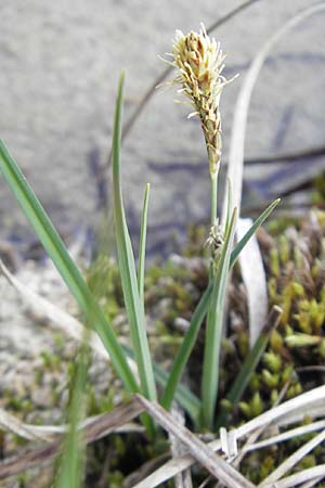 Carex flacca \ Blaugrne Segge / Blue Sedge, Carnation Grass, D Krumbach 8.5.2010