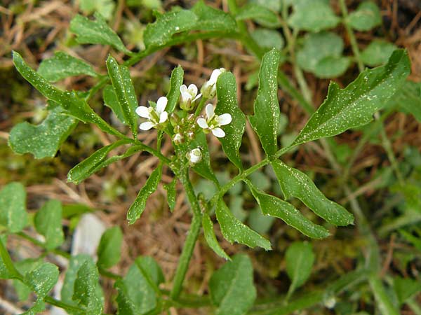 Cardamine flexuosa \ Wald-Schaumkraut / Wavy Bitter-Cress, D Gladenbach 26.4.2014