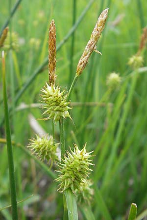 Carex lepidocarpa \ Schuppenfrüchtige Gelb-Segge, D Graben-Neudorf 10.5.2011
