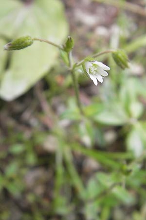 Cerastium fontanum \ Quell-Hornkraut / Common Mouse-Ear, D Berchtesgaden 20.6.2011