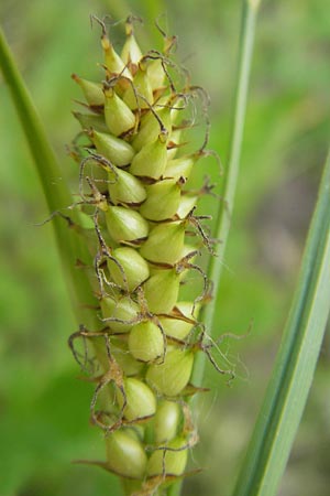 Carex acutiformis \ Sumpf-Segge / Lesser Pond Sedge, D Mannheim 23.5.2012