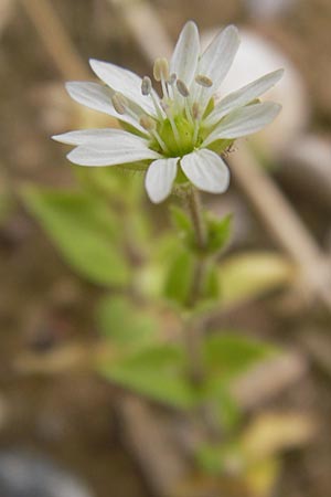 Stellaria neglecta \ Auwald-Vogelmiere / Greater Chickweed, D Heidelberg 30.7.2012