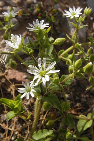 Stellaria neglecta \ Auwald-Vogelmiere / Greater Chickweed, D Heidelberg 31.7.2012