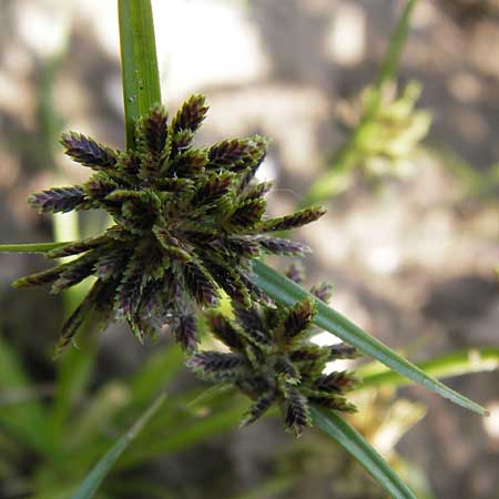 Cyperus fuscus \ Braunes Zypergras / Brown Flatsedge, D Philippsburg 20.8.2013