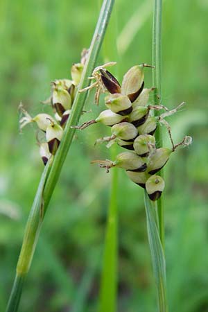 Carex panicea \ Hirse-Segge / Carnation Sedge, D Mannheim 30.4.2014