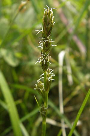 Carex polyphylla \ Unterbrochenhrige Segge / Berkeley Sedge, Grassland Sedge, D Lampertheim 3.5.2009