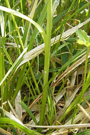 Carex polyphylla \ Unterbrochenhrige Segge / Berkeley Sedge, Grassland Sedge, D Lampertheim 3.5.2009