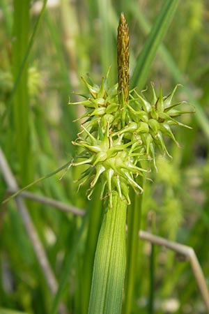 Carex flava \ Groe Gelb-Segge / Large Yellow-Sedge, D Günzburg 22.5.2009