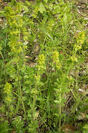 Cruciata laevipes \ Gewhnliches Kreuzlabkraut, D Franken Scheßlitz 18.5.2012