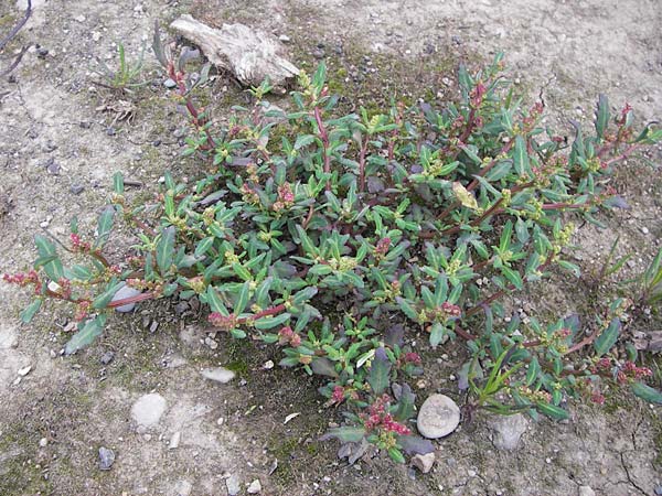 Chenopodium glaucum \ Blaugrner Gnsefu / Oak-Leaved Goosefoot, Glaucous Goosefoot, D Heidelberg 21.7.2012