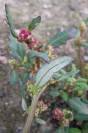 Chenopodium glaucum \ Blaugrner Gnsefu / Oak-Leaved Goosefoot, Glaucous Goosefoot, D Heidelberg 21.7.2012