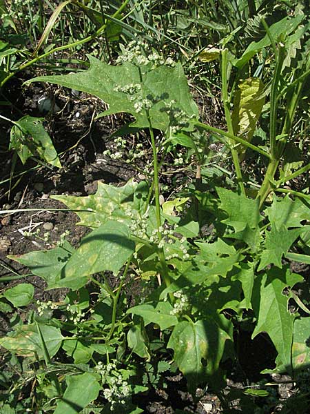 Chenopodium hybridum \ Bastard-Gnsefu, Stechapfelblttriger Gnsefu / Maple-Leaved Goosefoot, D Ludwigshafen 2.7.2006