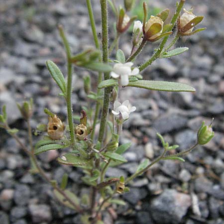 Chaenorhinum minus \ Kleiner Orant / Small Toadflax, D Mannheim 6.7.2006