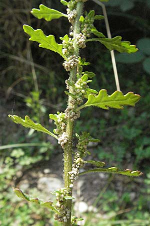 Dysphania pumilio / Clammy Goosefoot, D Büttelborn 29.7.2006