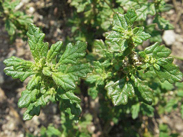 Dysphania pumilio \ Australischer Drsengnsefu / Clammy Goosefoot, D Büttelborn 29.7.2006