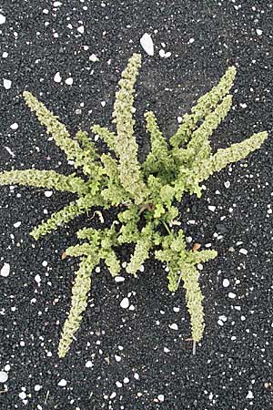 Dysphania botrys, Sticky Goosefoot, Jerusalem Oak