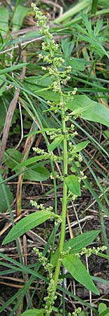 Chenopodium polyspermum \ Vielsamiger Gänsefuß / Many-Seeded Goosefoot, D Neckargemünd 27.8.2006