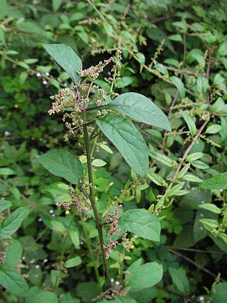 Chenopodium polyspermum / Many-Seeded Goosefoot, D Mannheim 27.8.2006