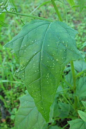 Chenopodium hybridum \ Bastard-Gnsefu, Stechapfelblttriger Gnsefu / Maple-Leaved Goosefoot, D Sandhausen 31.8.2006