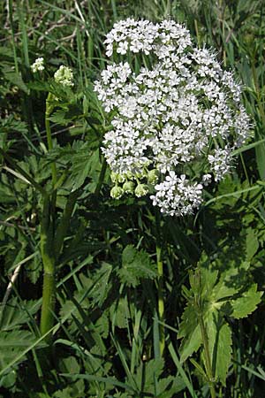 Chaerophyllum hirsutum \ Berg-Klberkropf / Hairy Chervil, D Schwarzwald/Black-Forest, Schönau 28.4.2007