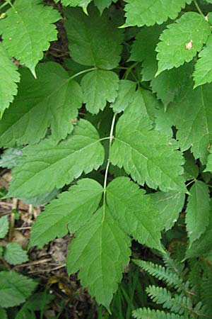 Actaea spicata / Baneberry, D Hemsbach 11.5.2007