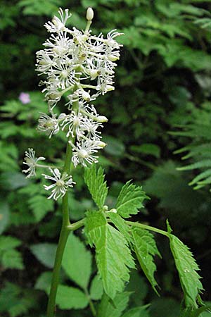 Actaea spicata \ Christophskraut / Baneberry, D Hemsbach 11.5.2007