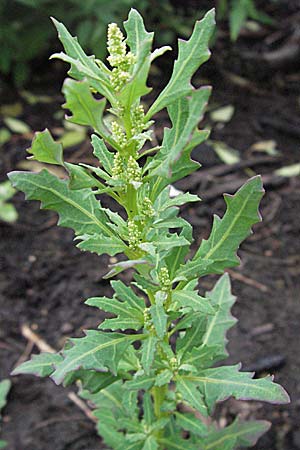 Chenopodium glaucum \ Blaugrner Gnsefu / Oak-Leaved Goosefoot, Glaucous Goosefoot, D Babenhausen 11.8.2007