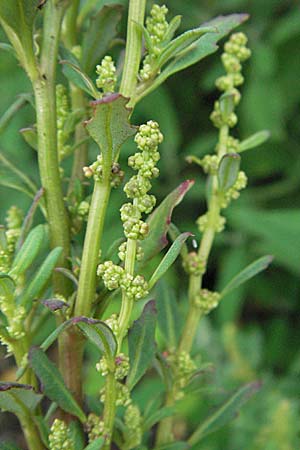 Chenopodium glaucum \ Blaugrner Gnsefu / Oak-Leaved Goosefoot, Glaucous Goosefoot, D Babenhausen 11.8.2007