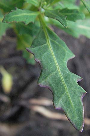 Chenopodium glaucum \ Blaugrner Gnsefu / Oak-Leaved Goosefoot, Glaucous Goosefoot, D Babenhausen 11.8.2007