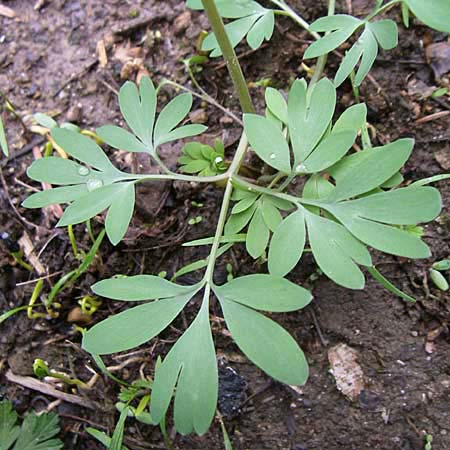 Corydalis cava x solida \ Lerchensporn-Hybride / Hybrid Hollow-Root, D Weinheim an der Bergstraße 12.3.2008