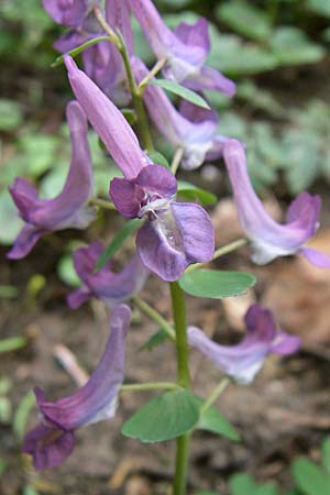 Corydalis cava x solida \ Lerchensporn-Hybride, D Weinheim an der Bergstraße 12.3.2008