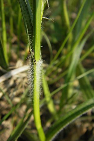 Carex hirta \ Behaarte Segge / Hairy Sedge, D Wörth-Büchelberg 1.5.2009