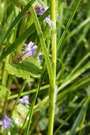 Carex hirta \ Behaarte Segge / Hairy Sedge, D Lampertheim 3.5.2009