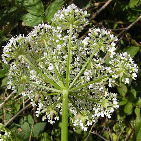 Chaerophyllum hirsutum \ Berg-Klberkropf / Hairy Chervil, D Kempten 22.5.2009