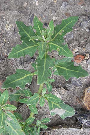 Chenopodium glaucum \ Blaugrner Gnsefu / Oak-Leaved Goosefoot, Glaucous Goosefoot, D Mannheim 18.6.2009