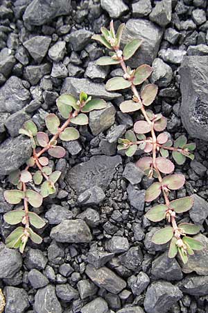 Chamaesyce maculata \ Gefleckte Wolfsmilch / Spotted Spurge, Spotted Sandmat, D Mannheim 19.6.2009