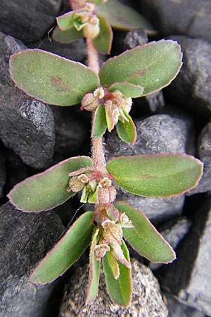 Chamaesyce maculata \ Gefleckte Wolfsmilch / Spotted Spurge, Spotted Sandmat, D Mannheim 19.6.2009