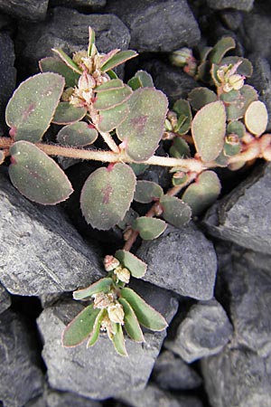 Chamaesyce maculata \ Gefleckte Wolfsmilch / Spotted Spurge, Spotted Sandmat, D Mannheim 19.6.2009